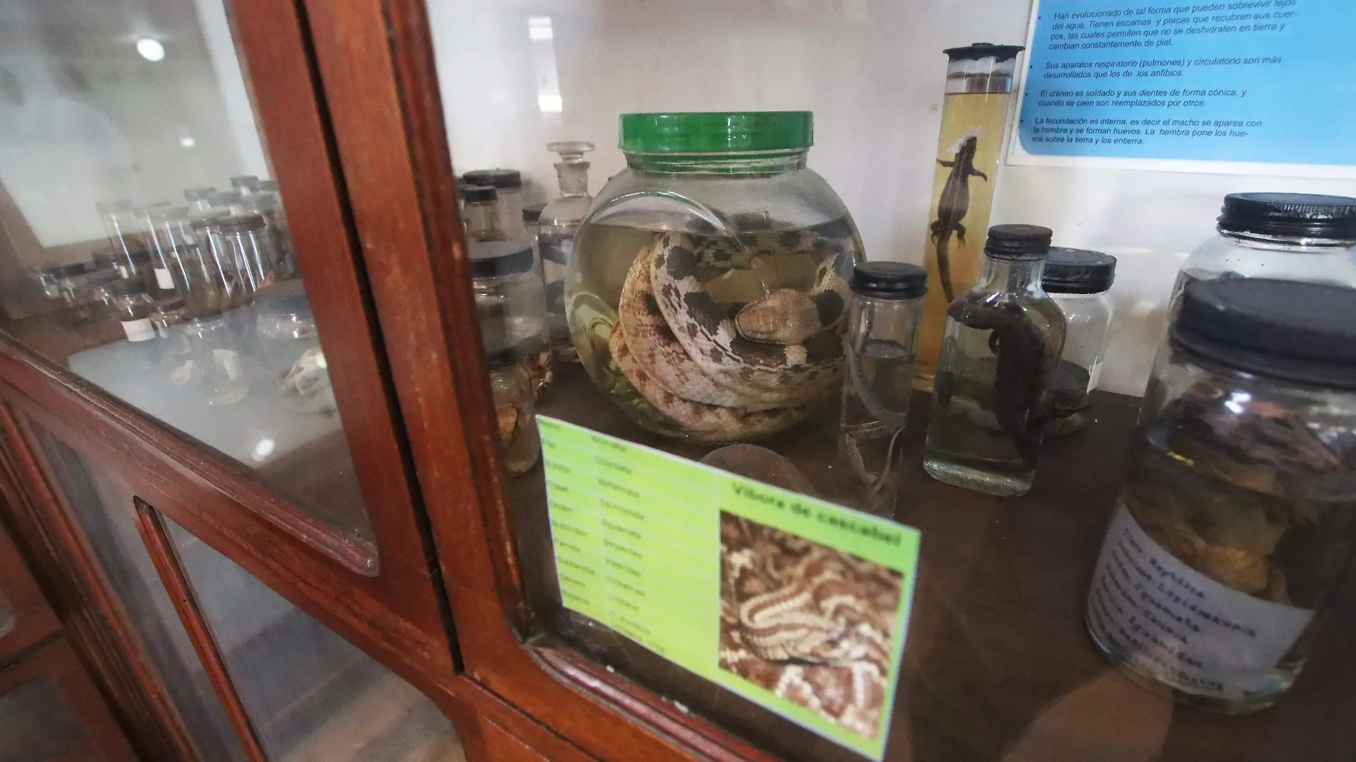 Museo de Historia Nutural | Prepa Juárez | Colegio Preparatorio